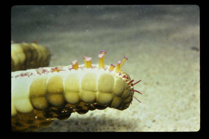 Tube feet on a sea star in the wild. Ord River Survey 1971/72